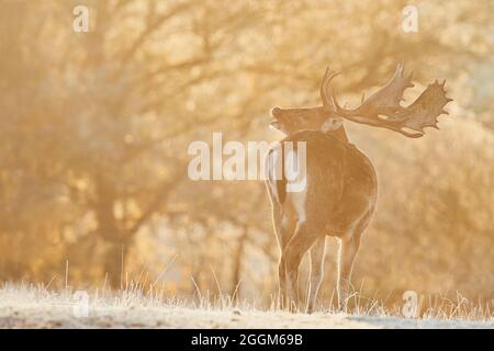 Cerf de Virginie (Dama dama), prairie, peuplement, plaide Banque D'Images