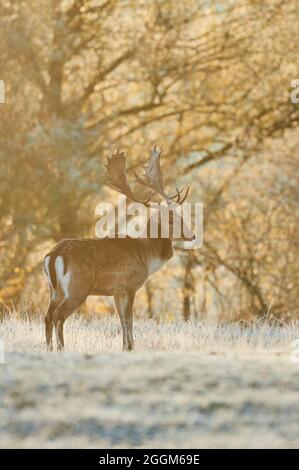 Cerf de Virginie (Dama dama), prairie, debout Banque D'Images