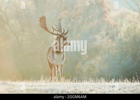 Cerf de Virginie (Dama dama), prairie, debout Banque D'Images