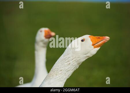 Oie domestique (Anser anser domesticus), portrait, prairie, côté, gros plan Banque D'Images