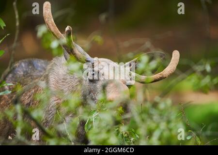 Orignal européen (Alces alces alces), taureau, bord de la forêt, frontal, debout, regardant la caméra Banque D'Images