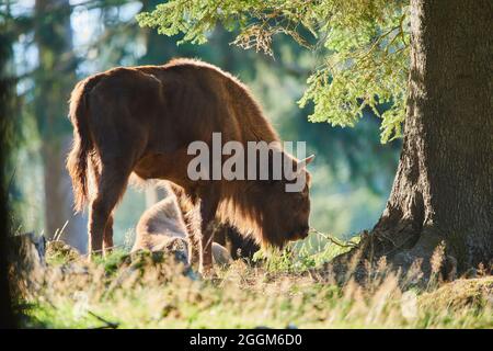 Bison européen (Bos bonasus), prairie, debout, pâturage Banque D'Images