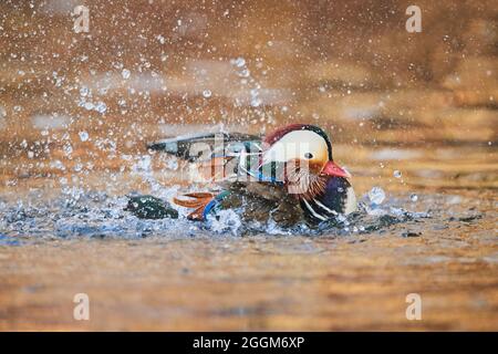 Canard mandarin (Aix galericulata), drake, lac, latéralement, nager, secouer Banque D'Images