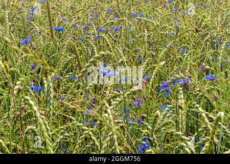 Champ de céréales avec fleurs de maïs (Centaurea cyanus), agriculture biologique, Bavière, Allemagne, Europe Banque D'Images