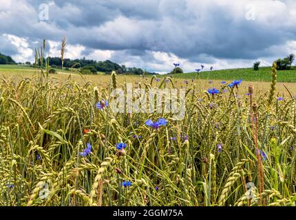 Nuages sombres sur un champ de céréales avec des fleurs de maïs (Centaurea cyanus), agriculture biologique, Bavière, Allemagne, Europe Banque D'Images