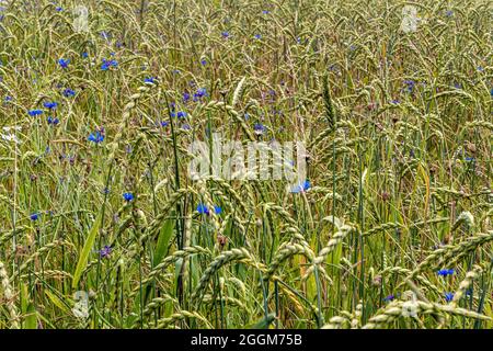 Champ de céréales avec fleurs de maïs (Centaurea cyanus), agriculture biologique, Bavière, Allemagne, Europe Banque D'Images