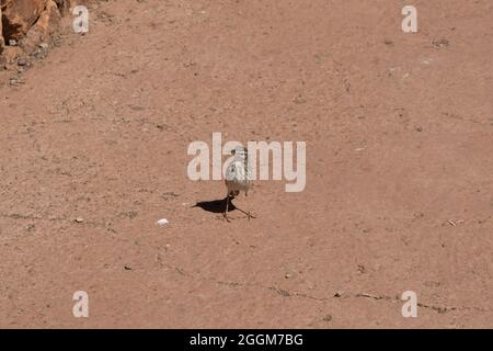 Le curlew en pierre repose au sommet de Garajonay, sur les hauteurs de la Gomera des îles Canaries. Banque D'Images