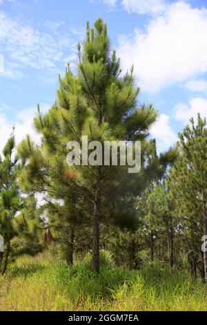 camacari, bahia, brésil - 24 août 2021 : plantation de pins dans la région du pôle industriel de la ville de Camacari. Banque D'Images