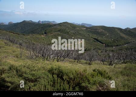 Cinq ans après le feu de forêt d'août 2012 dans les hautes terres de la Gomera entre les troncs brûlés, un peu de vert est en croissance. Banque D'Images