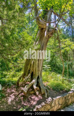 Un vieux arbre à tête en bois le long du sentier de Cedar Creek dans le parc national de Natural Bridge en Virginie. Banque D'Images