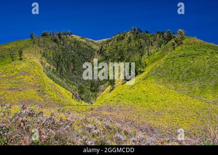 Le mont Bromo (indonésien : Gunung Bromo), est un volcan actif qui fait partie du massif du Tengger, à l'est de Java, en Indonésie. À 2,329 mètres (7,641 pieds) il est Banque D'Images