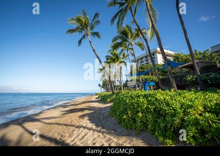 Tôt le matin, le soleil peint les palmiers luxuriants et le feuillage dense sur la plage Ka'anapali à Lahaina, Maui, Hawaii. Banque D'Images