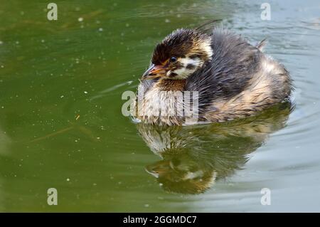 Un poussin de grebe à bec à pied, « Podilymbus podiceps », flottant sur les eaux fixes d'un étang de castors éloigné dans les régions rurales du Canada de l'Alberta. Banque D'Images