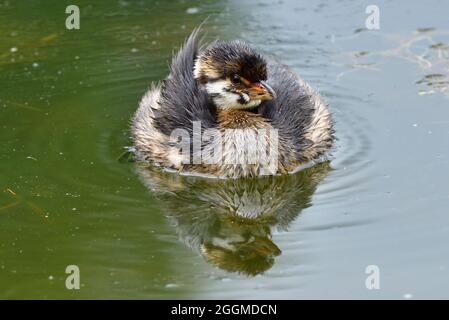 Un poussin de grebe à bec à pied, « Podilymbus podiceps », flottant sur les eaux fixes d'un étang de castors éloigné dans les régions rurales du Canada de l'Alberta. Banque D'Images