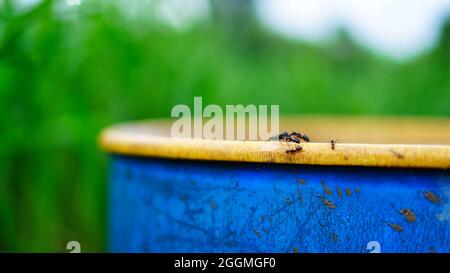 Mise au point sélective, Black ants photo gros plan près de l'eau. Image d'Un groupe de fourmis marchent sur un contenant en plastique. Banque D'Images