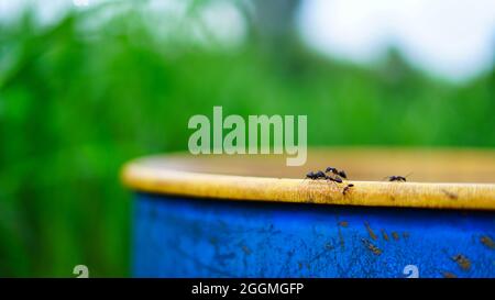 De nombreux fourmis noirs boivent de l'eau savoureuse avec risque de noyade sur un contenant en plastique au sol Banque D'Images