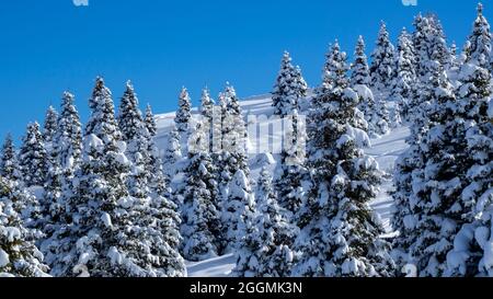 Vue incroyable sur les pins couverts de flocons de neige après la chute de neige. Concours alpin et hiver. alpes européennes. Une nature merveilleuse Banque D'Images