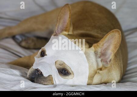 5-an-Old Tan mâle Frenchie au lit portant une feuille de masque hydratante pour le visage. Banque D'Images