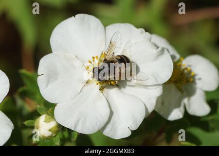 Le drone européen Eristalis arbustorum (peut-être le même Eristalis abusiva) sur des fleurs blanches de cinquefoil de shrubby (Potentilla fruticosa 'Abbotswood Banque D'Images