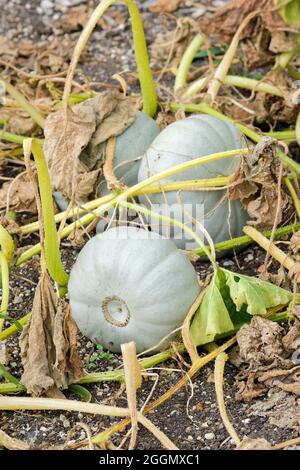 Cucurbita maxima 'Prince de la Couronne'. Courge d'hiver « Crown Prince ». Variété à la peau grise. « Prince de la couronne » de citrouille. Banque D'Images