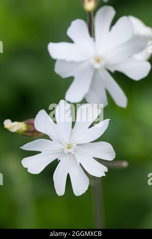 Weistraße Lichtnelke, Weisse Lichtnelke, Breitblättrige Lichtnelke, Weiße Nachtnelke, Weißes Leimkraut, Nacht-Lichtnelke, Nachtnelke, Silene latifolia, si Banque D'Images