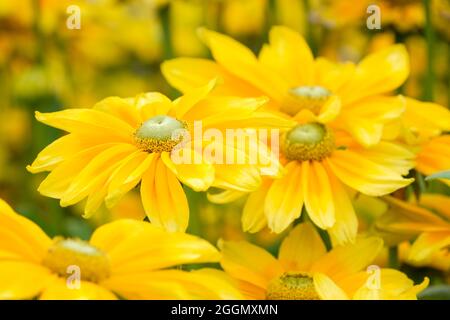 Rudbeckia hirta 'Prairie Sun'. Susan à yeux noirs « Prairie Sun ». Fleur de conée « Prairie Sun ». Fleurs jaunes avec centre vert pâle Banque D'Images