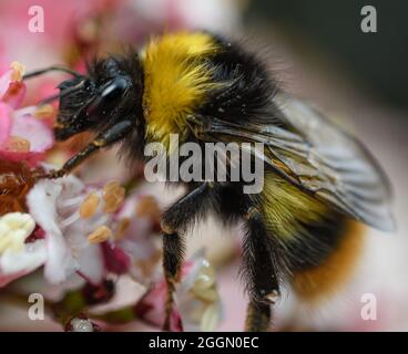 Bourdon se nourrissant de fleurs de viburnum tinus après la pluie Banque D'Images