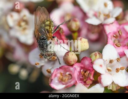 Volent se nourrissant sur des fleurs de viburnum tinus, avec des grains de pollen sur son corps Banque D'Images