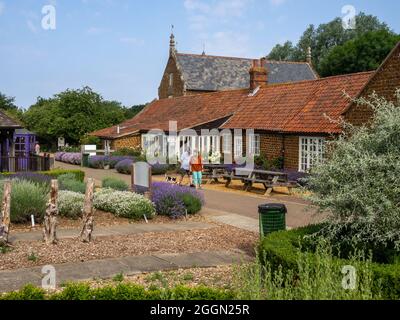 Norfolk Lavender, Caley Mill, Heacham, Norfolk, Royaume-Uni ; célèbres champs de lavande et centre de jardin Banque D'Images