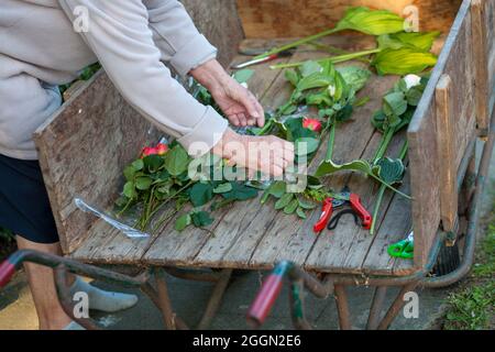 Vieille femme tailler les feuilles de fleurs fraîchement récoltées les coupant avec des ciseaux sur le hayon en bois d'une charriot. Photo de haute qualité Banque D'Images