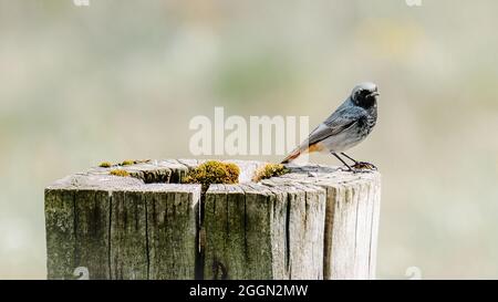 Gros plan d'un petit oiseau de passereau noir (Phoenicurus ochruros) sur une souche Banque D'Images