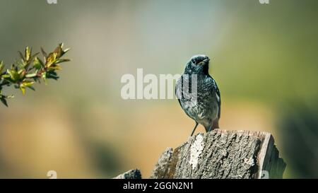 Gros plan d'un petit oiseau de passereau noir (Phoenicurus ochruros) sur une souche Banque D'Images