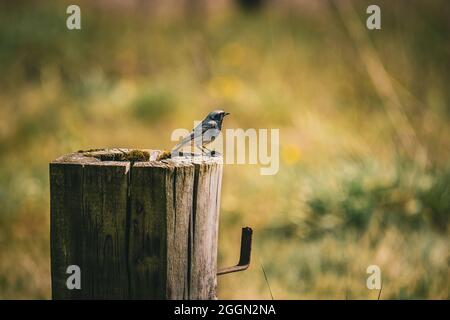 Gros plan d'un petit oiseau de passereau noir (Phoenicurus ochruros) sur une souche Banque D'Images