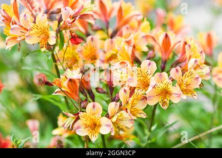 Fleurs alstroemeria fleurir en été dans le jardin. Banque D'Images