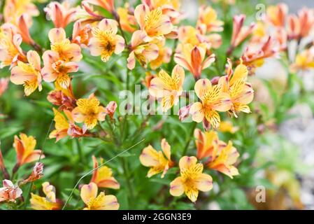 Fleurs alstroemeria fleurir en été dans le jardin. Banque D'Images