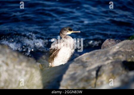 Curieux cormorant au bord de la mer Banque D'Images