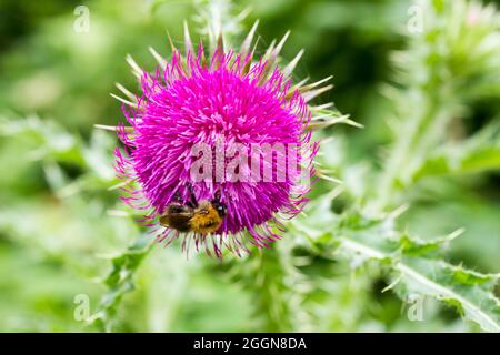 Abeille commune de Carder (Bombus pascuorum) sur une fleur de chardon en été, Dorset, Angleterre Banque D'Images