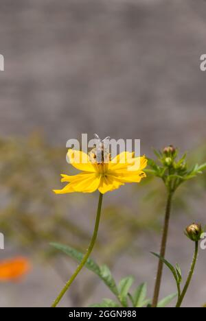 COSMOS fleurit au Guatemala, tropical et abeille. Banque D'Images