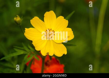 COSMOS fleurit au Guatemala, tropical et abeille. Banque D'Images