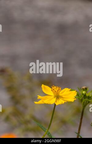 COSMOS fleurit au Guatemala, tropical et abeille. Banque D'Images