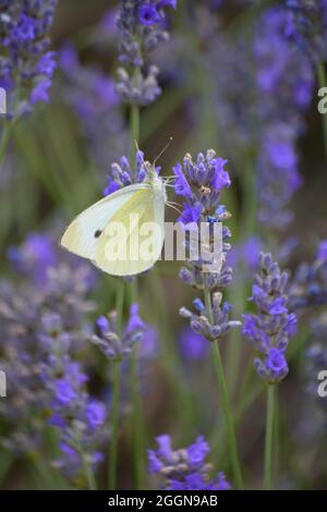 Chou blanc papillon sur des fleurs de lavande pourpres Banque D'Images