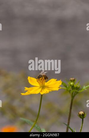 COSMOS fleurit au Guatemala, tropical et abeille. Banque D'Images