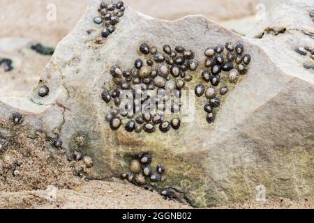 Plusieurs limettes communes collées sur un rocher de plage Banque D'Images