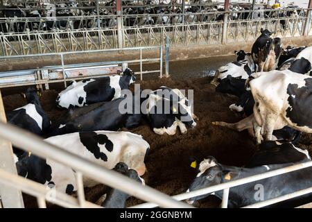 Les vaches mangeant du foin dans le bassin de vache de la ferme laitière à la journée Banque D'Images