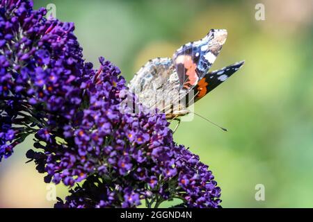 Gros plan de papillons amiraux rouges Vanessa atalanta se nourrissant de buisson pourpre buddleja buzz bush bush buddleja davidi Banque D'Images