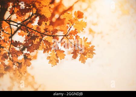 Les feuilles de chêne rouge sur les branches lors d'un jour d'automne éclairent les rayons chauds de la lumière du soleil. Septembre. Nature. Banque D'Images