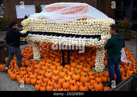 Klaistow, Allemagne. 02 septembre 2021. Les employés Paul (l) et Johann travaillent sur une figure de piano avant l'ouverture de l'exposition de citrouille sur le terrain de la ferme d'asperges et d'aventure. L'exposition s'ouvre aux visiteurs le 4 septembre et se déroule jusqu'au 7 novembre 2021. Cette année, le plus grand événement de citrouille de la région est « Music ». Au total, plus de 500 variétés de citrouilles différentes seront exposées. Credit: Monika Skolimowska/dpa-Zentralbild/dpa/Alay Live News Banque D'Images