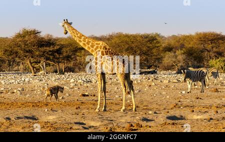 Hyena tachetée laissant un trou d'eau en Namibie, l'Afrique est surveillée par Gary Giraffe et Zebra Banque D'Images