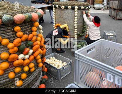 Klaistow, Allemagne. 02 septembre 2021. Deux employés décorent les balles de foin avec de petits citrouilles avant l'ouverture de l'exposition de citrouilles sur le terrain de la ferme d'asperges et d'aventure. L'exposition s'ouvre aux visiteurs le 4 septembre et se déroule jusqu'au 7 novembre 2021. Cette année, le plus grand événement de citrouille de la région est « Music ». Au total, plus de 500 variétés de citrouilles différentes seront exposées. Credit: Monika Skolimowska/dpa-Zentralbild/dpa/Alay Live News Banque D'Images