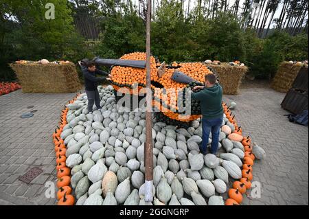 Klaistow, Allemagne. 02 septembre 2021. Les employés Paul (l) et Johann travaillent sur une figurine de violon avant l'ouverture de l'exposition de citrouille sur le terrain de la ferme d'asperges et d'aventure. L'exposition s'ouvre aux visiteurs le 4 septembre et se déroule jusqu'au 7 novembre 2021. Cette année, le plus grand événement de citrouille de la région est « Music ». Au total, plus de 500 variétés de citrouilles différentes seront exposées. Credit: Monika Skolimowska/dpa-Zentralbild/dpa/Alay Live News Banque D'Images
